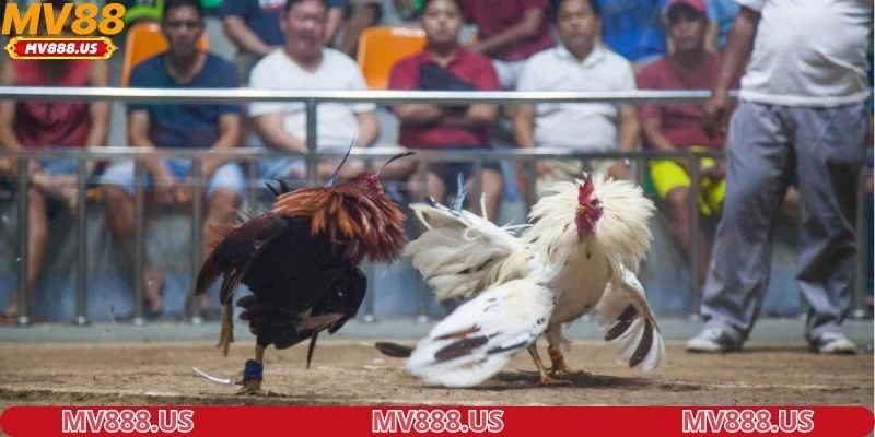 tai-sao-nguoi-choi-da-ga-lai-tin-chon-nen-tang-mv88