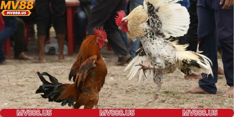 tong-hop-cac-tran-da-ga-hot-bac-nhat-mv88